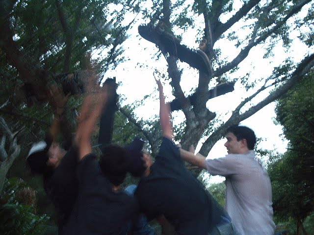 Arbol de Tablas de Patinetas